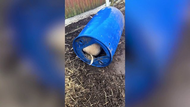 Nottinghamshire woman tries to rescue her pet pig after if it got itself stuck - in a barrel.