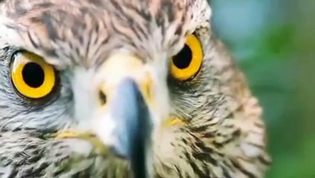 Eagle attack