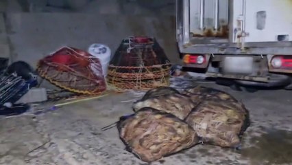 '포획 금지' 암컷·어린 대게 잡아 판 일당 검거 / YTN