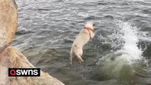 Adorable moment loyal labrador jumps into water to ‘rescue' owner