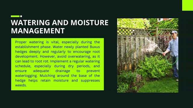 How to care for buxus hedge