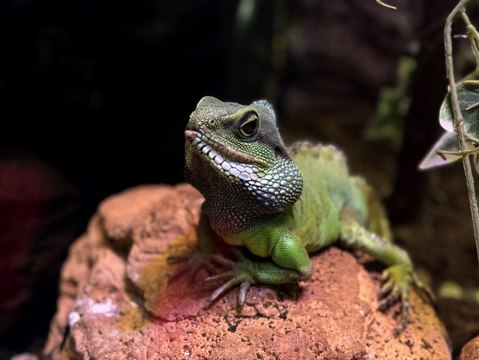Ender türler Antalya'daki vahşi yaşam parkında!