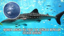 Momen Langka Hiu Paus Tidak Sengaja Menelan Seekor Burung Shearwater