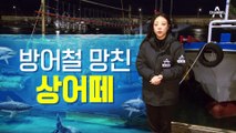 [현장 카메라]‘제철’ 방어잡이 망치는 상어떼