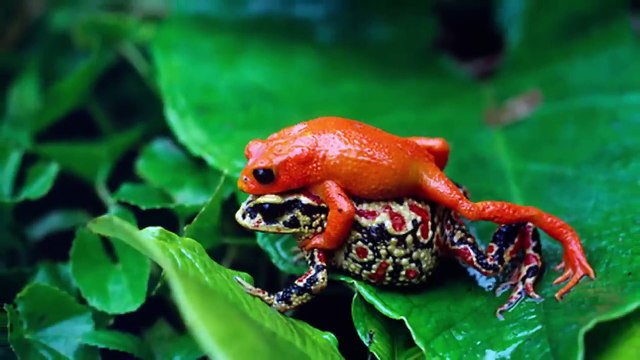 15 Last Known Photos of Animals That Went Extinct