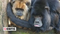 Couple of elderly howler monkeys mark their 17th anniversary on Valentine's Day