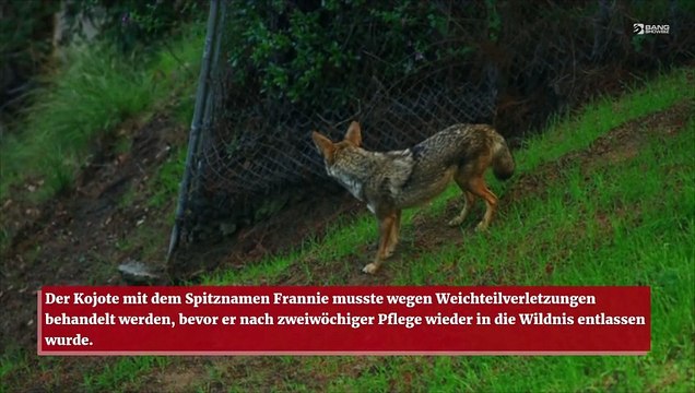Ein Kojote ist mit seinem Kopf in einer Statue stecken geblieben