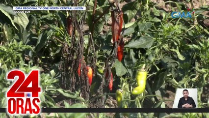 Farmgate price ng bell pepper, mababa raw; ilang tanim, hinahayaan na lang mabulok | 24 Oras