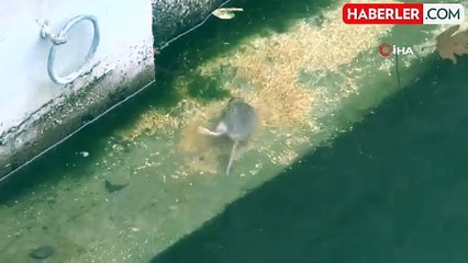 Porsuk Çayı'nda Fare Popülasyonu Artışı Endişe Yaratıyor