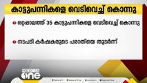 ഒറ്റപ്പാലത്ത് കൃഷിക്ക് ഭീഷണിയായ 35 കാട്ടുപന്നികളെ വെടിവെച്ച് കൊന്നു