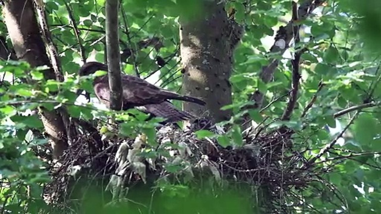 Bussard / common buzzard - fütternd feeding