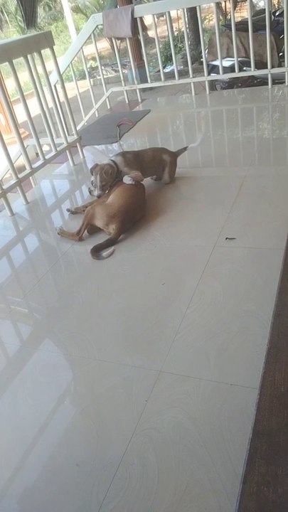 Baby Dog Funny Cute Video