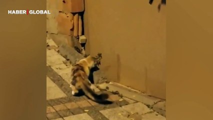 Fare kendisini avlamak isteyen kedinin aklını aldı