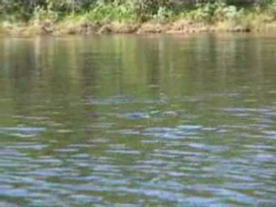 Traque des brochets aux leurres de surface - Tome I