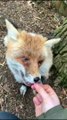 RIP Yogi: Exotic Zoo says final farewell to therapy fox who has died aged 20 after 11 years of fun