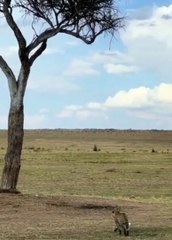 Leopard Climbs Up The Tree