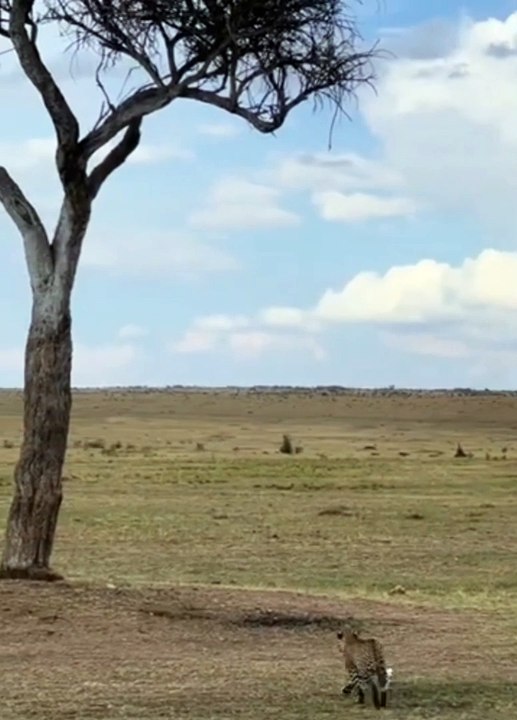 Leopard Climbs Up The Tree