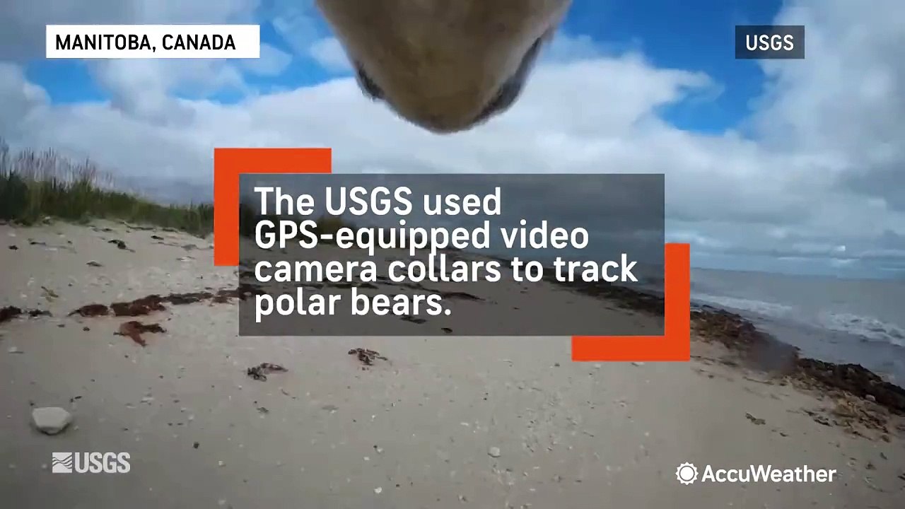 Incredible POV: See what it's like to be a polar bear