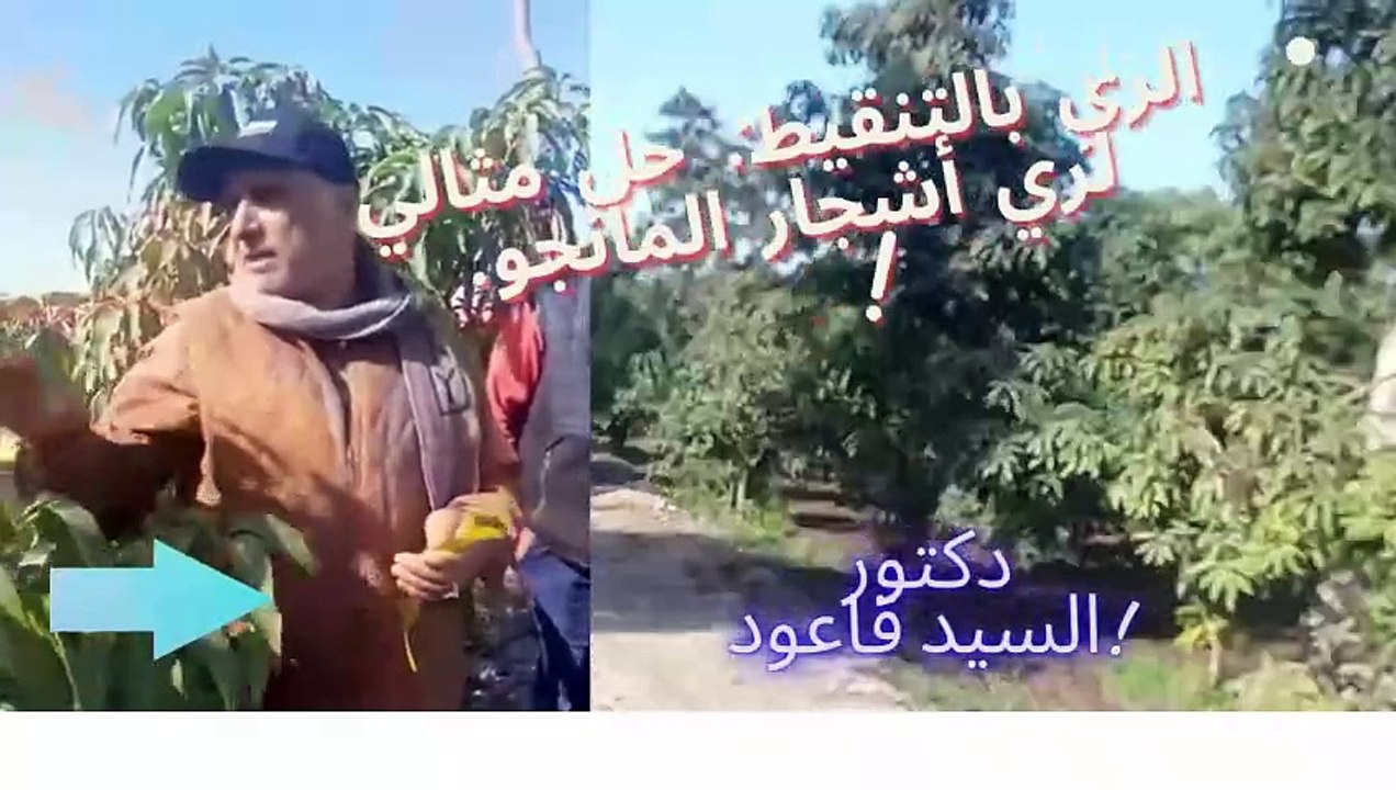 أخطاء شائعة في ري المانجو: تجنبها للحصول على أفضل النتائج! للدكتور/السيد قاعود استشارى اشجار المانجو