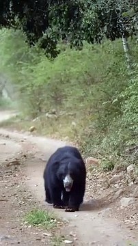 सावधान! रिहायशी इलाके में घूम रहा खूंखार भालू, दो भाईयों पर कर चुका हमला, वीडियो वायरल