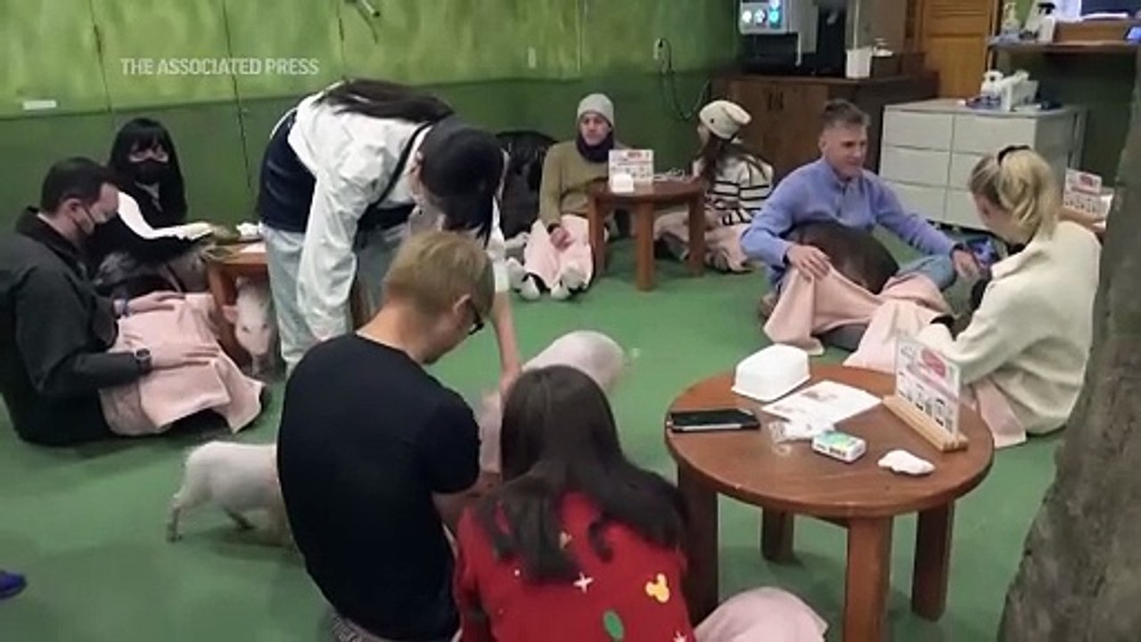 La última moda en Japón es el café de cerditos