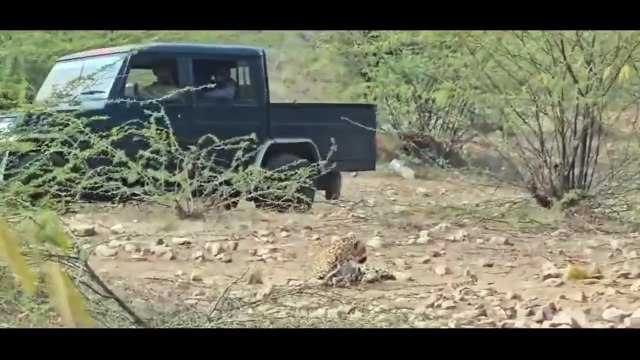 फंदे से फंसी मादा पैंथंर, चलती गाड़ी से किया ट्रेंकुलाइज