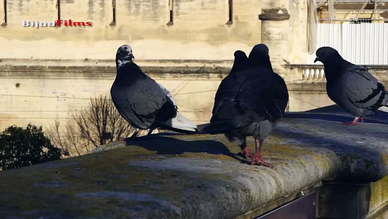 promenade du peyrou