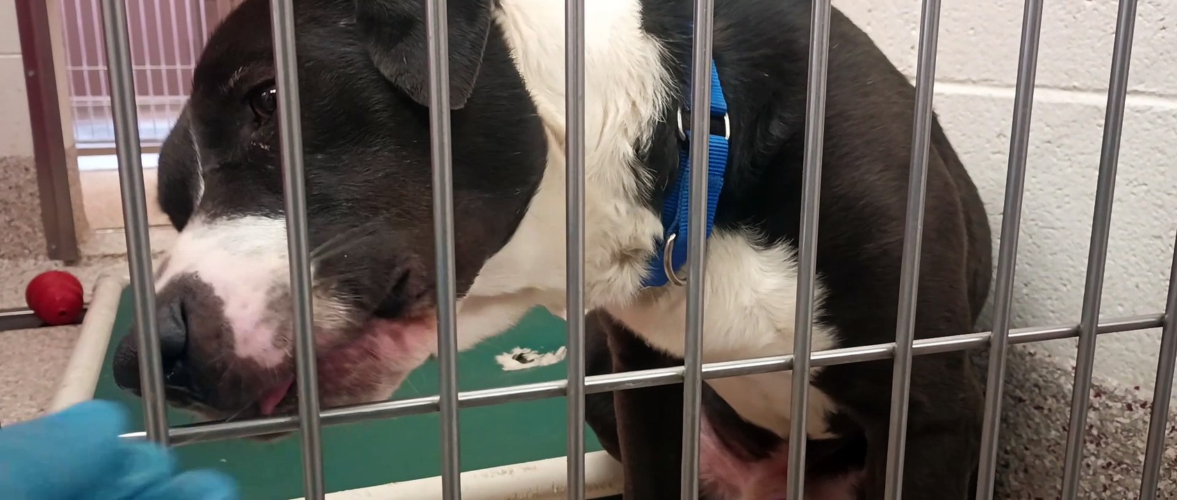 Lucious 6y A815852 kennel 50 pod 2 PACC shelter he was a lovely boy our whole time together VID_20240214_122104554