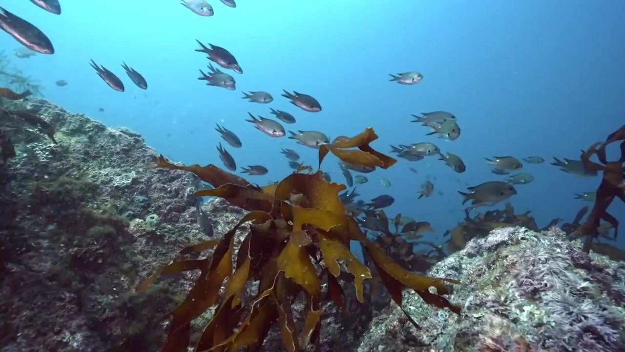 아름다운 국립공원 수중 생태계 담은 온라인 화보 공개 / YTN