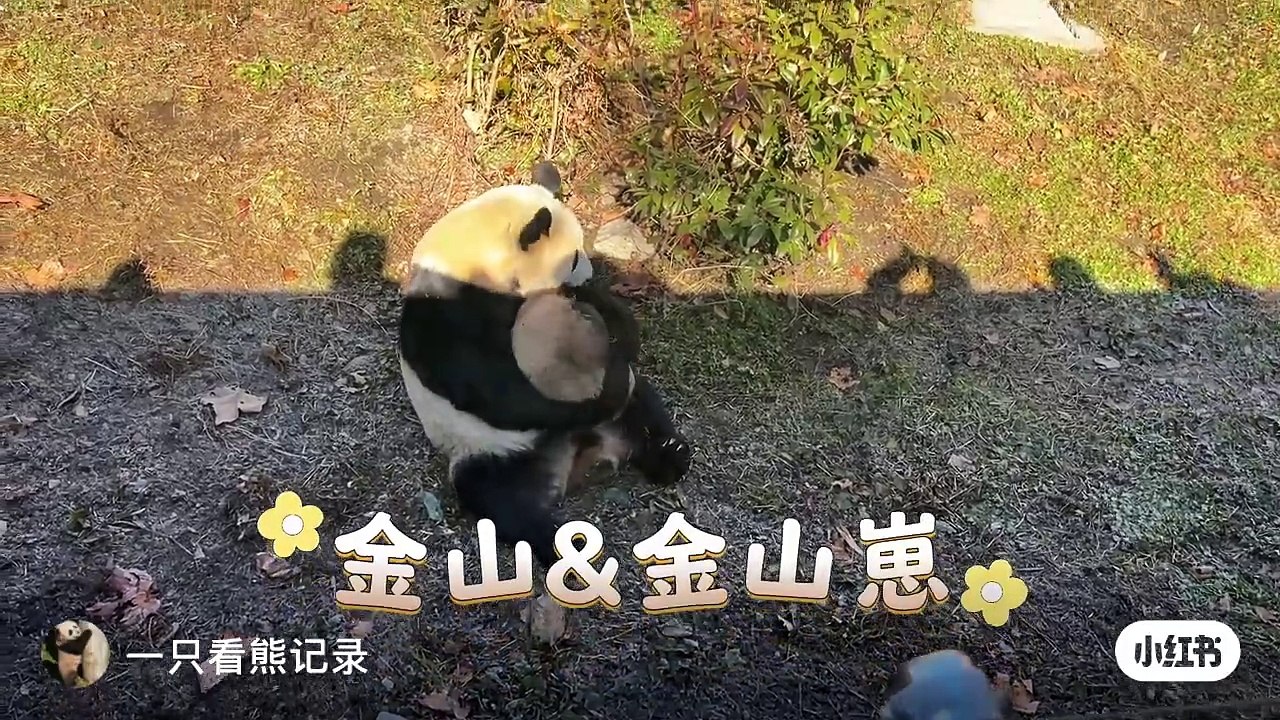 Jinshanandhernewborncub