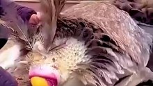 How does an animal give birth and lay eggs?