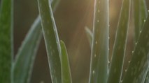 Aloe Vera: Nature's Beauty Secret Revealed