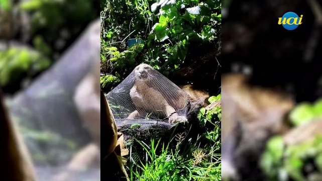 Onça ferida é capturada por bombeiros no interior de MG