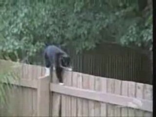 Sont fous ces chats