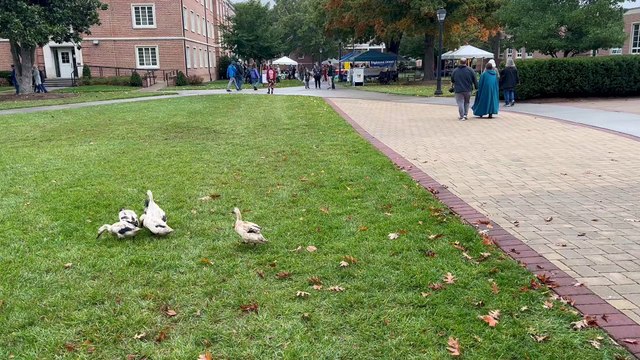 Border Collies Work Ducks And Sheep