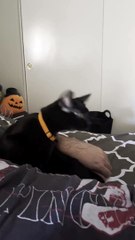 Black Cat Shakes His Head