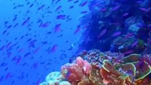 Marine life coral reef fish