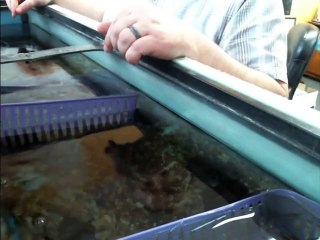 Swim Ups Released into Tank Top View 02/15/2024