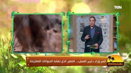 فوائد البانية.. ولماذا أسعاره تتخطى الدجاجة كاملة؟ | حكايات ومعجزات