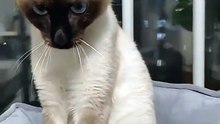 Cat cute adorable  #cutecats #cats