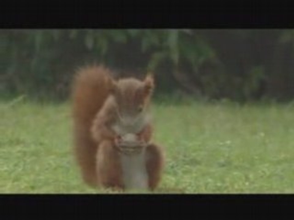 Eichhörnchen soccer