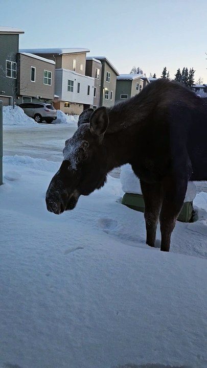 Moose Moseys Up To Window