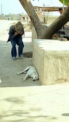 Blague avec une vidéo drôle d'animal de chien