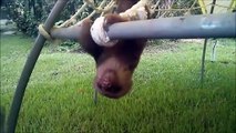 Baby Sloths Being Sloths - FUNNIEST Compilation (1)