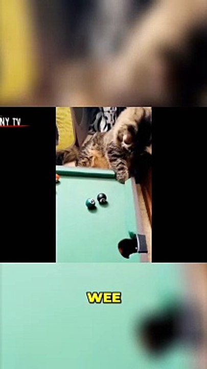 5 Fun Ways to Make Your Cat Say _Meow!_
