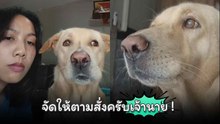 ชาวเน็ตแห่เอ็นดู เจ้าตูบโดนเจ้าของสั่งให้เห่าแบบเบา ๆ งานนี้เจ้าตูบจัดให้ !
