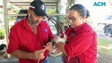 Preparing poultry for showing