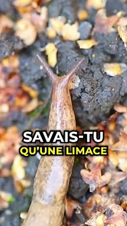 Manger une limace peut te tuer !