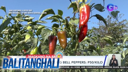 Mga tanim na bell pepper, hinayaan na lang mabulok dahil masyadong mababa ang bentahan | BT