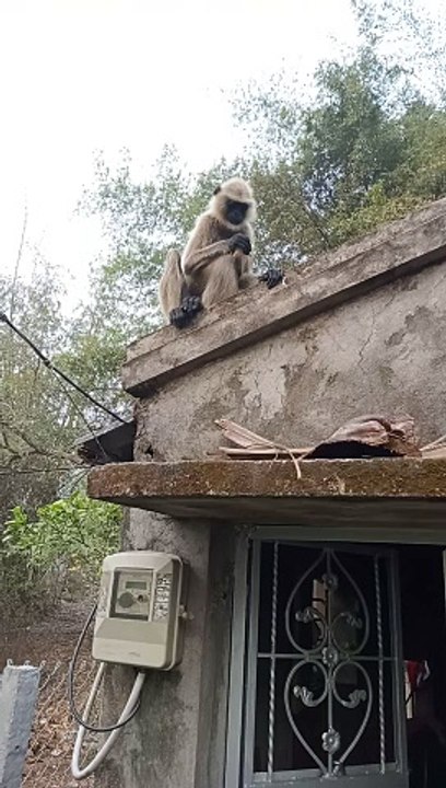 Langoor Viral Videos, Shorts Video, Viral Mankey Short, Animals Video, Funny Animals#Animalsvideo#Wildanimals